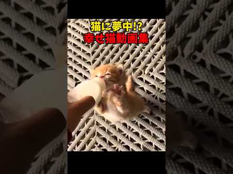 ネコニムチュー😘 サムネイル