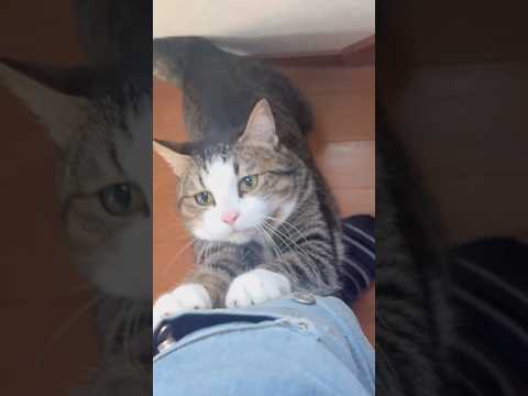 パリパリする サムネイル