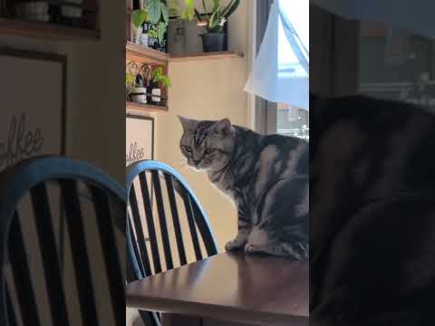 アメショーのラッテ アメショ アメリカンショートヘア 猫と暮らす家猫との暮らし猫 サムネイル