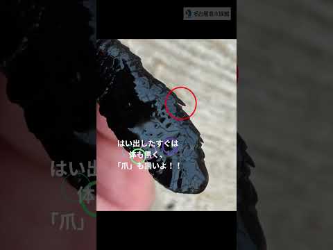 最新トレンド！アカウミガメの爪を観察しよう