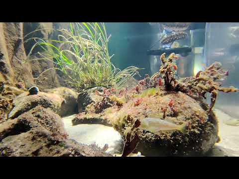 卵からふ化した魚の正体は…？ サムネイル