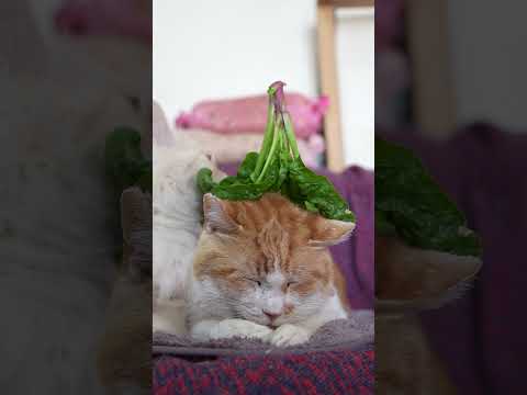 ほうれん草　260526　 cat のせ猫 kitty　 ほうれん草 ネコ cute　 kitten 　　　 ねこ サムネイル