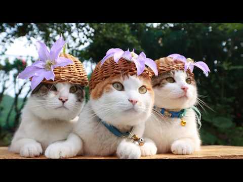 クレマチス　のせ猫　2026　260608 サムネイル