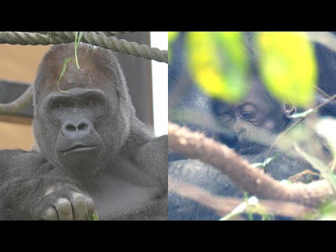 モモタロウの朝食とサンタロウまたはゲンスケのお眠の時間　京都市動物園　ゴリラ　202512 サムネイル