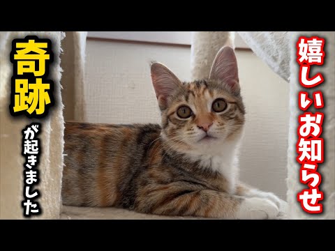 子猫が嬉しいお知らせ中に奇跡を起こしてくれました サムネイル
