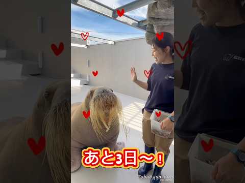 《鳥羽水族館》セイウチ「ツララ」の誕生日まであと３日‼️鳥羽水族館 animals セイウチ walrus 誕生日
