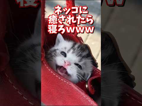 ネッコの動画で癒されたら寝ろｗｗｗ　#2ch  #動物  #猫 #癒やし #ねこ動画 サムネイル