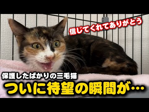 ひとりぼっちで彷徨った子猫が人の温もりを知った日 サムネイル