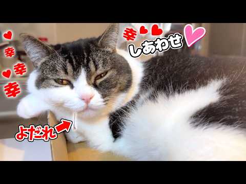 幸せすぎて本気でよだれを垂らしてしまった猫がこちらです…w