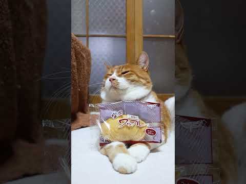 盛岡ワッフル コーヒークリーム　260607　 cat のせ猫 cute  ねこ cutecat コーヒークリーム 盛… サムネイル
