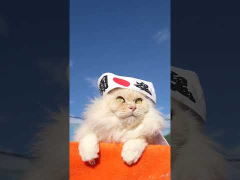 闘魂　のせ猫　260121　のせ猫  cat cute cutecat pets ネコ funny　 animals… サムネイル