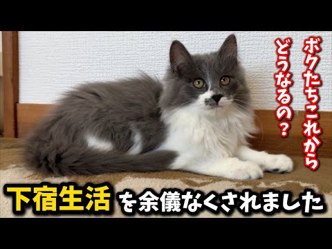 苦渋の決断…子猫たちを下宿させる事にしました サムネイル