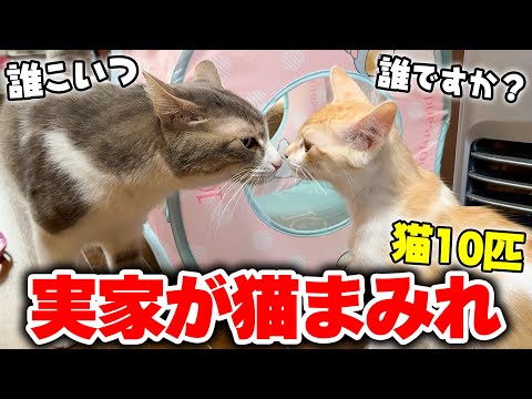 新年早々ですが猫たちを置いて実家に帰ることになりました。 サムネイル