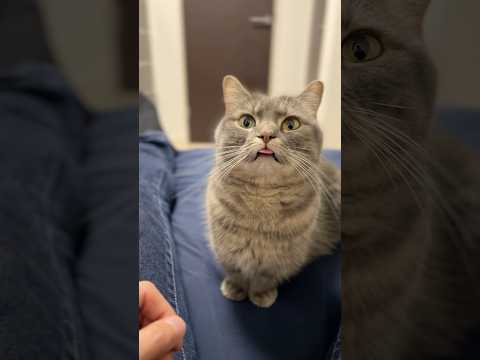 え...ベロ出てますけど...shorts 猫 猫好きさんと繋がりたい サムネイル