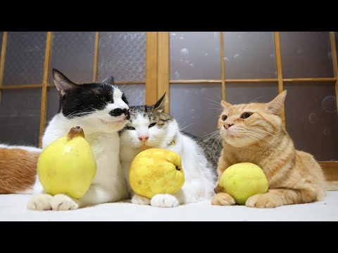 マルメロ　のせ猫　260112 サムネイル