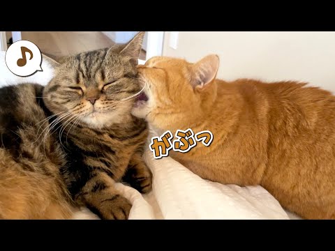 獅子舞みたいに噛み付いて厄払いをしてくれる兄猫が可愛すぎた！ サムネイル