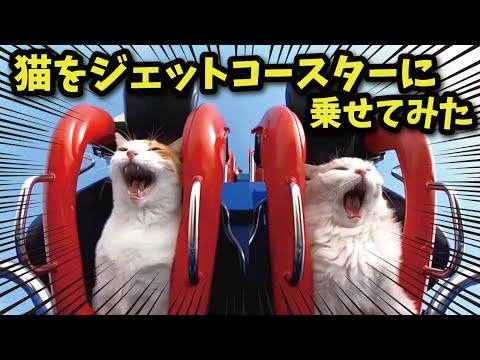 猫をジェットコースターに乗せるとこうなります サムネイル