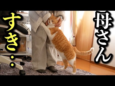 最新！甘えん坊猫チャチャのかまって攻撃が止まらない神回 サムネイル