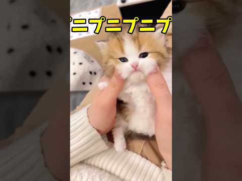可愛い猫…たくさん🥰 #猫 #cat #cats #cute サムネイル