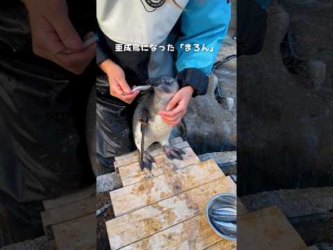 【ケープペンギン】魚を食べる練習をする「まろん」【サンシャイン水族館】shorts 水族館 サムネイル