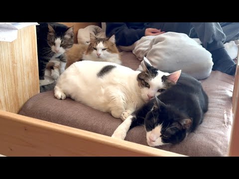 息子の寝るところには不思議と猫が集まります サムネイル
