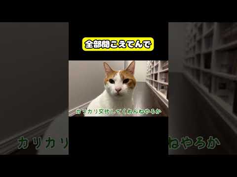 全部聞こえてんで　猫 おもしろ アテレコ ニャンチューバーつくし サムネイル