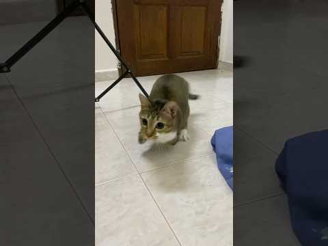 Tutu doing a slide tackle! サムネイル