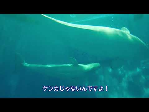 ベルーガ　あそび動画 サムネイル