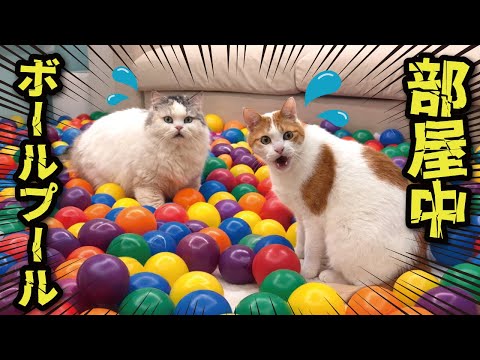 自分たちのお部屋がカラーボールだらけになっていた時の猫の反応がこちら サムネイル