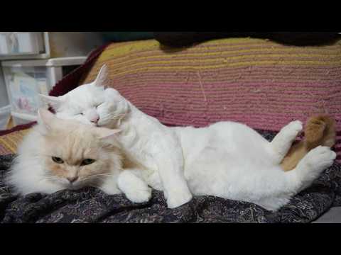 もふもふ枕のしらたま　260412 サムネイル