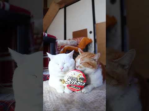スーパーカップ クッキーバニラ　260106　 のせ猫　スーパーカップ　 cat cute 猫のいる暮らし　 ネコ… サムネイル