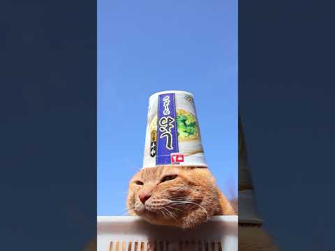 ゆず香るしおラーメン　260509　 cat のせ猫 cute　 塩ラーメン　kitty ネコ　 cutecat ゆず… サムネイル