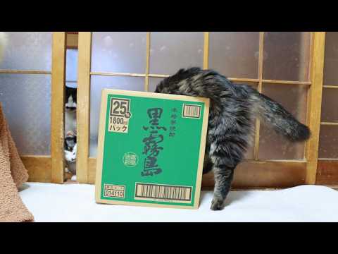 黒霧島の箱とクロ　box and cat　260430 サムネイル