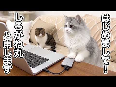 ママの妹がリモート会議中に席を外すと代わりに参加しちゃった子猫が可愛い！ サムネイル