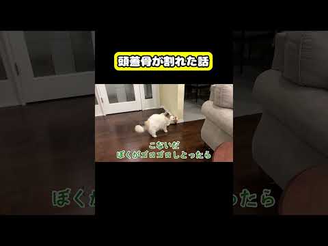 頭蓋骨が割れた話　猫 おもしろ アテレコ ニャンチューバーつくし サムネイル