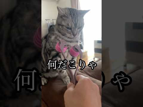 何だこりゃ 猫 グルーミング cat アメリカンショートヘア たろう サムネイル
