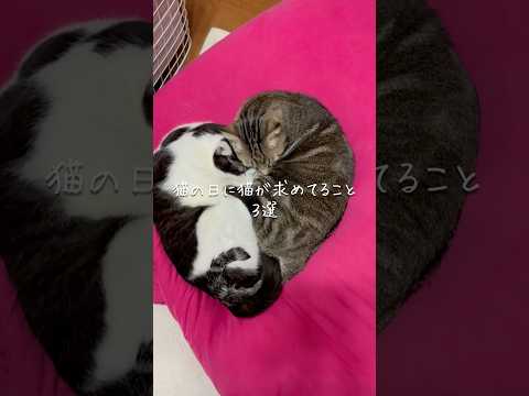 猫の日に猫が求めてること3選 猫 ねこ 猫のいる暮らし 保護猫 猫好きさんと繋がりたい 猫動画 猫のいる生活 ねこ動画… サムネイル