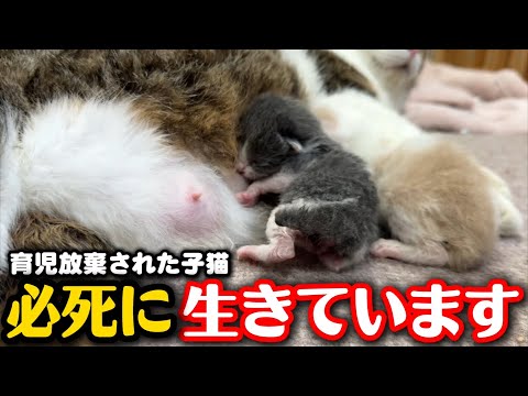 代理母猫のもとで一生懸命に生きる子猫たちの姿 サムネイル
