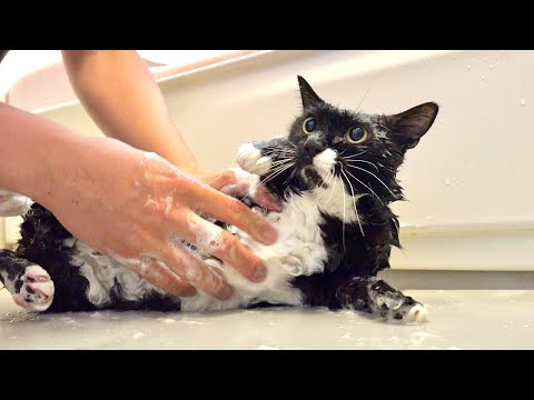 なぜか臭くなって帰ってきた猫をシャンプーした結果 サムネイル