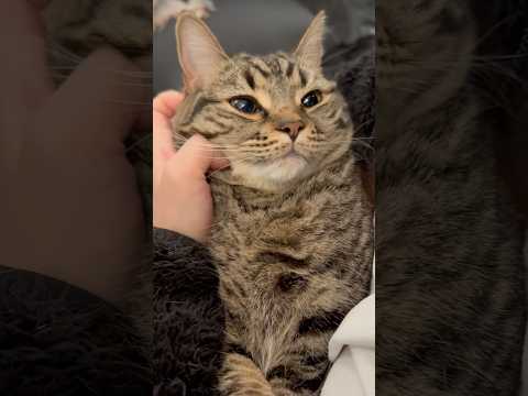 【悶絶】トロけるくらい可愛い猫たち集!! cat 猫