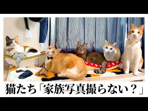 【最高すぎる】猫たちが急に「家族写真撮ろうよ」と集まってきました。 サムネイル