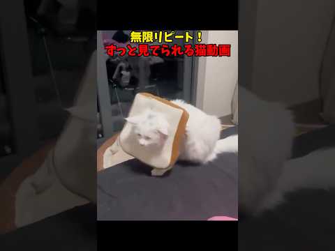 鬼リピ確定！？猫動画集 猫 cat cats cute サムネイル