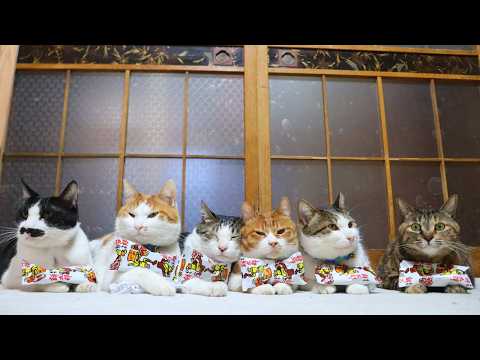 餅太郎のせた　6+5匹の猫　260517 サムネイル