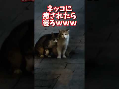 ネッコの動画で癒されたら寝ろｗｗｗ　2ch  動物  猫 癒やし ねこ動画 サムネイル