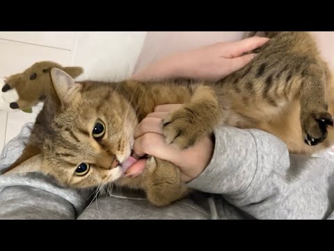 ママ目線から観るぬいぐるみ化する猫を是非ご覧下さい サムネイル