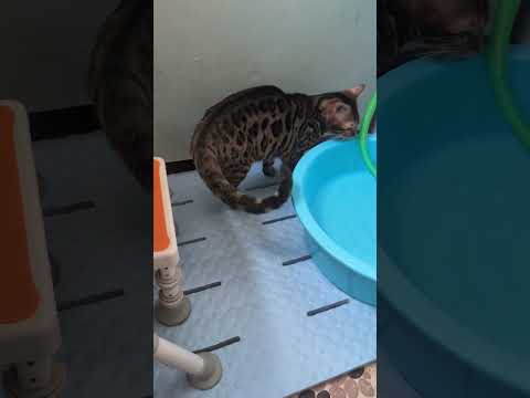 ベンガル寝shorts funny cat猫bhojpuri ベンガルミャク子 サムネイル