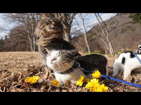 福寿草　2026　260312 サムネイル