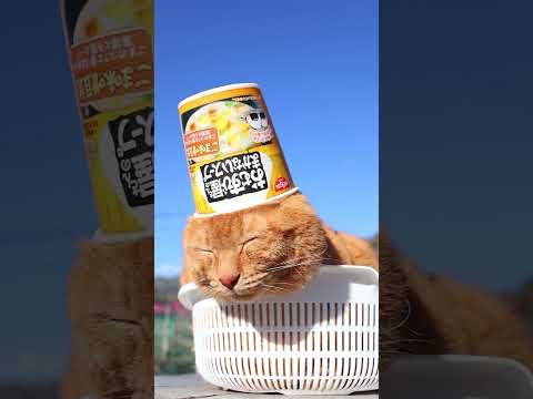 おむすび屋さんのまかないスープ ごま味噌豆乳　260314　のせ猫　 cat　 cute　 kitty　 ねこ　 猫の… サムネイル