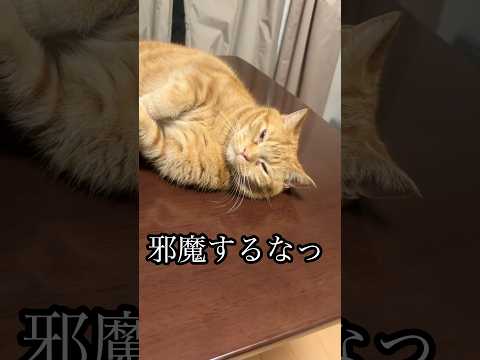 邪魔するなっ ねこ アメショ cat 昼寝 れん サムネイル