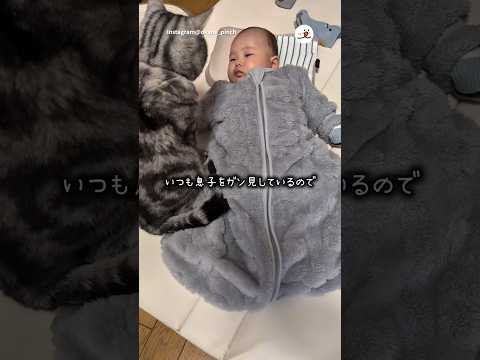 赤ちゃん目線は結構怖い｜PECO サムネイル